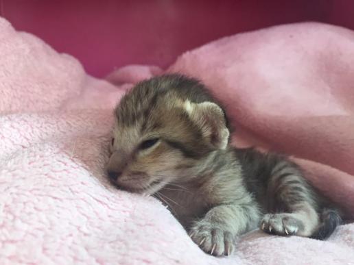 black spotted tabby