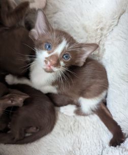 cattery-von-werdenfels-okh-kitten-1