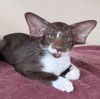 Orientalisch Kurzhaar Katze sucht ein Zuhause