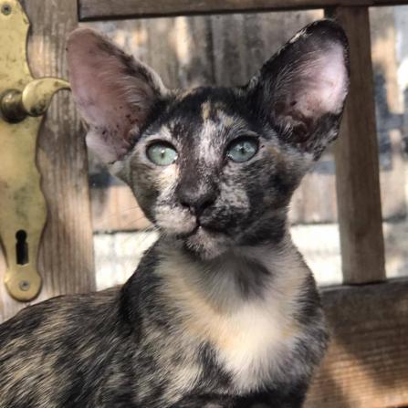 Kimberly black tortie