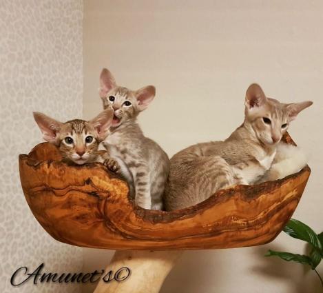 #Amunetstree #wohnambiente #wohnaccessoires #woodart #cattree #luxuryforcats #catsluxury 