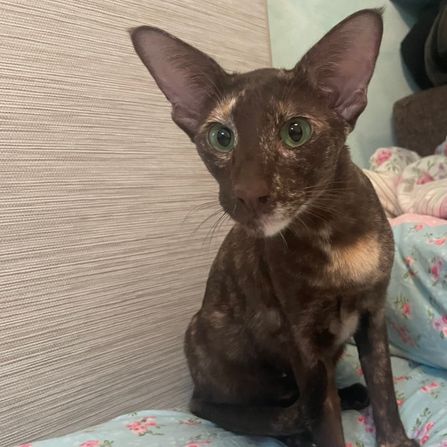Lexacats Anneliese