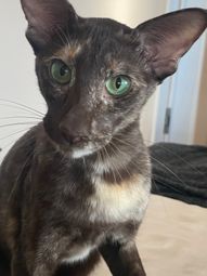 lexacats-liesl-choc-tortie-okh