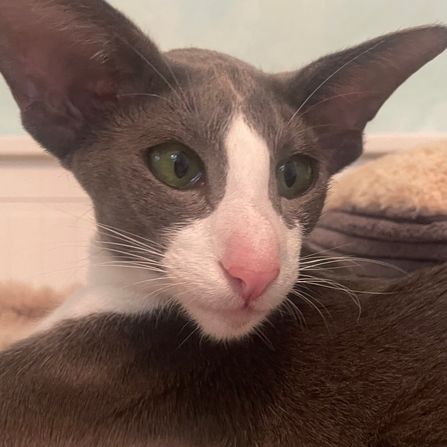 Lexacats Milkey