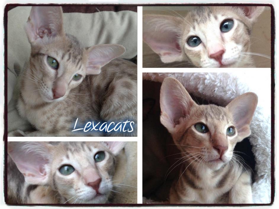 lexacats-n-wurf