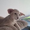 orientalisch kurzhaar zweifarbig orientalisch kurzhaar katze