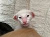 Siamkatze Lexacats Bayern Orientalisch Kurzhaar Katze sucht ein Zuhause