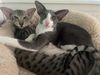 Orientalisch Kurzhaar Katze sucht ein Zuhause