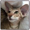 Orientalisch Kurzhaar Katze sucht ein Zuhause