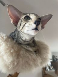 ua-quaddie-eren-yeager-1